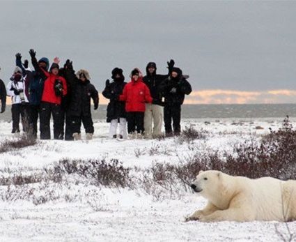 Churchill osos polares