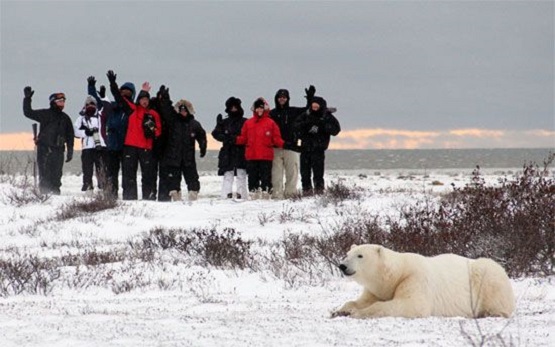 Churchill osos polares