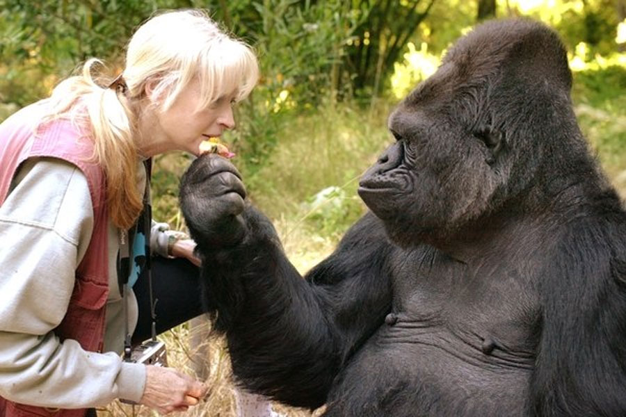 ¿Qué dijo Koko el gorila antes de morir
