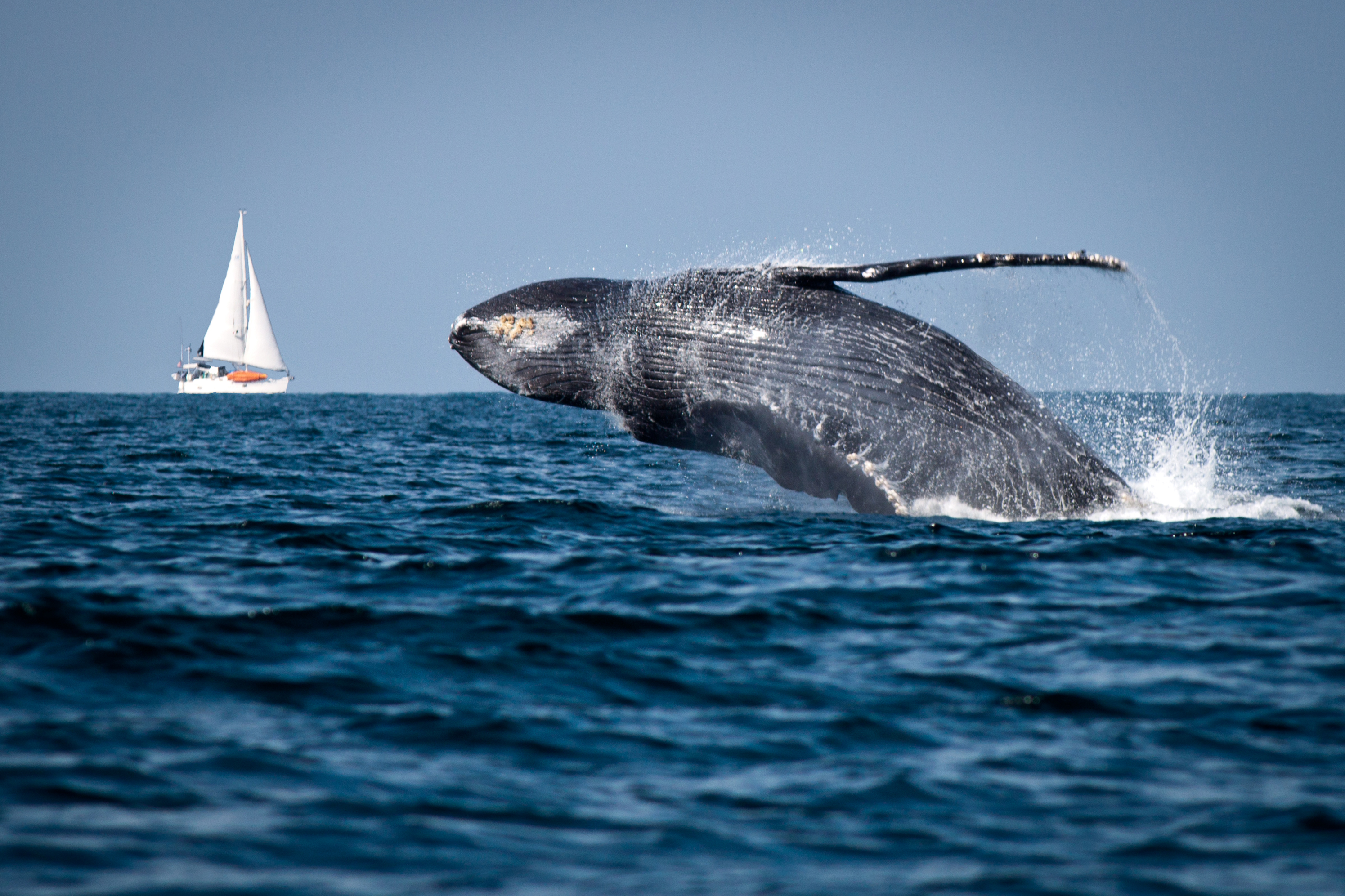 Жизнь синих китов. Горбатый кит. Тихий океан киты. Синий кит в тихом океане. Киты в океане.