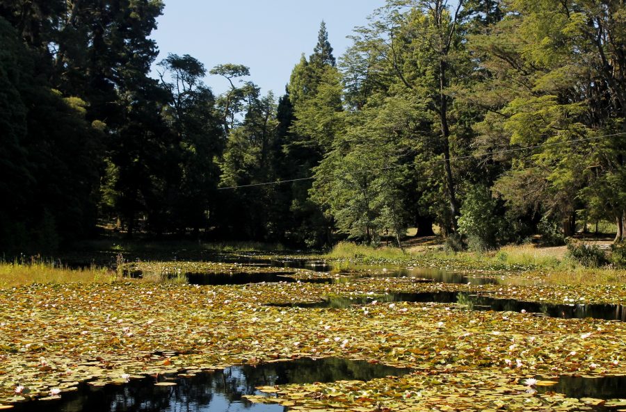 parque saval valdivia