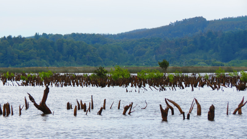 Santuario de la Naturaleza Carlos Andwanter 