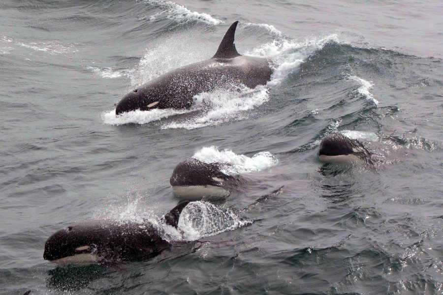foto orcas Jean-Pierre Sylvestre
