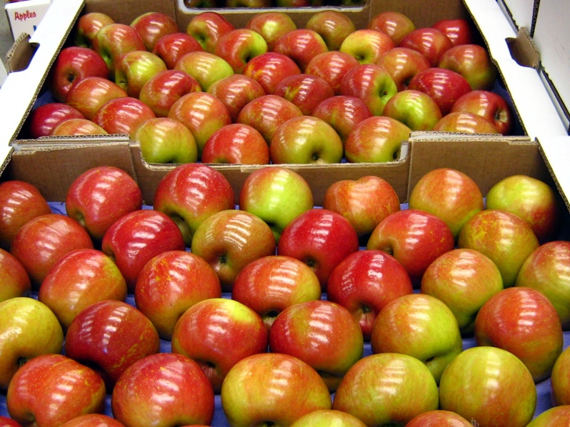 Exportación de Fruta