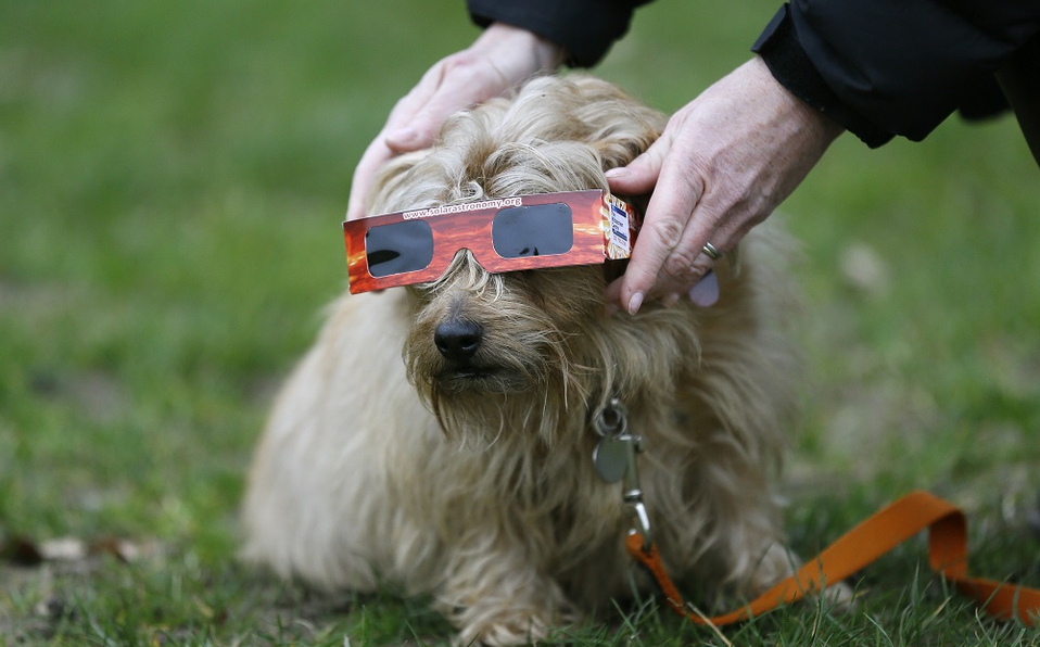 Cómo afecta el eclipse a las mascotas? - Radio Duna