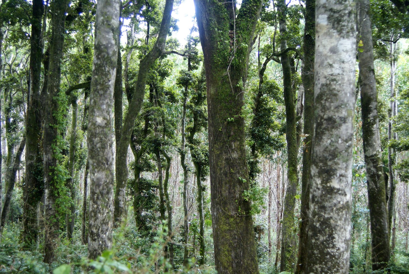 Bosques Nativos
