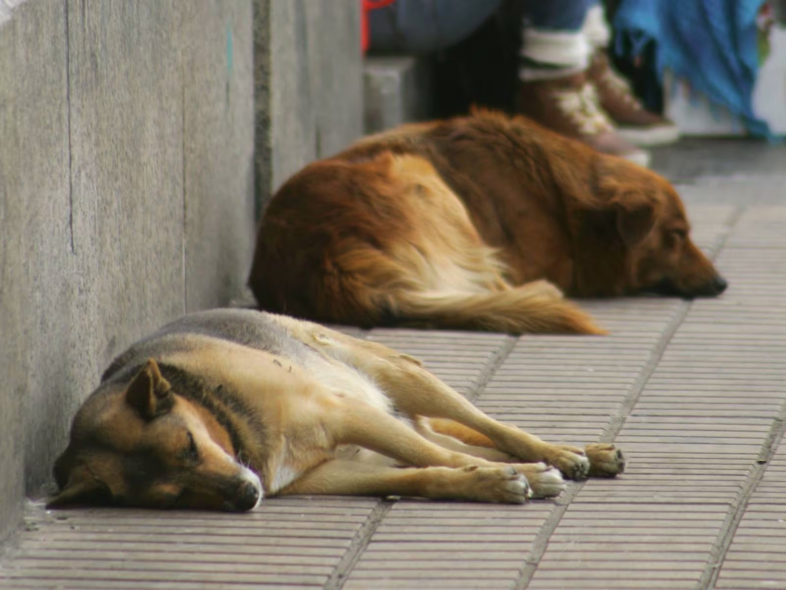 Perros eutanasia