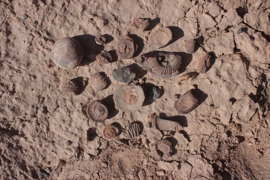 Amonites del Jurásico Superior de la Sierra de Moreno, Región de Antofagasta, Chile. Foto: Edwin González / Plan Nacional de Geología.