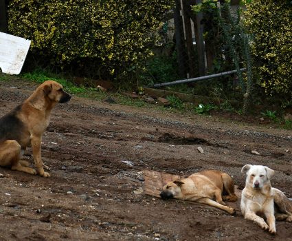 Perros