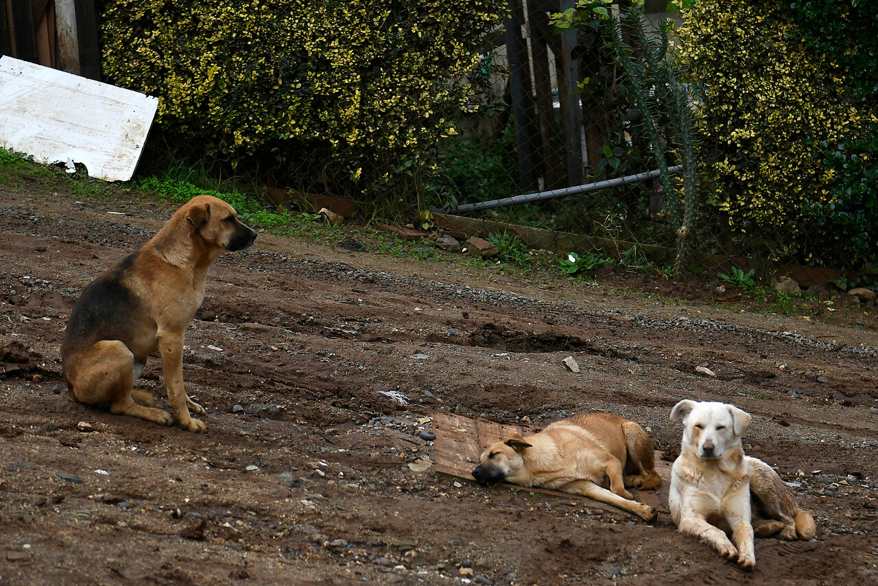 Perros