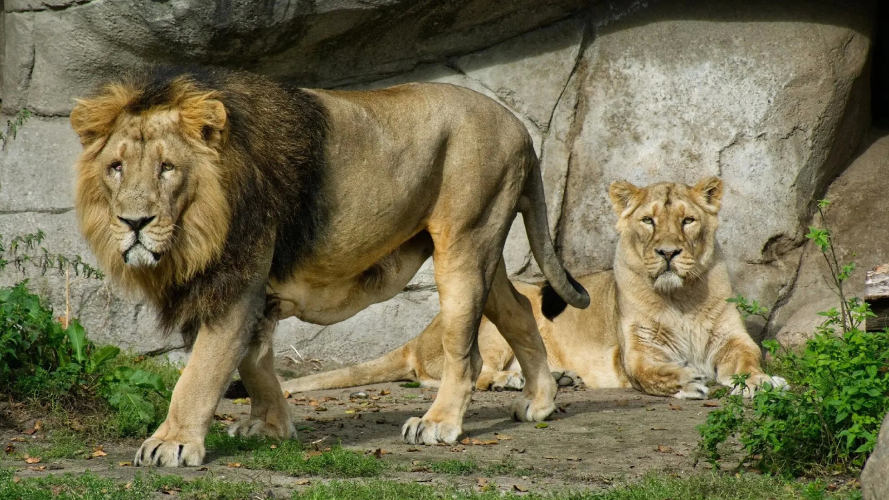 zoológico