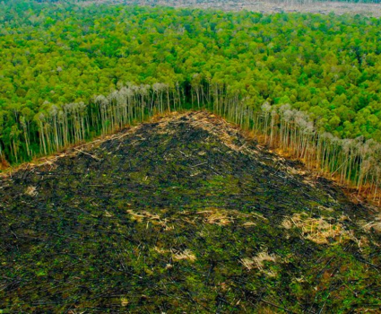 Más de 500.000 personas han muerto por deforestación masiva
