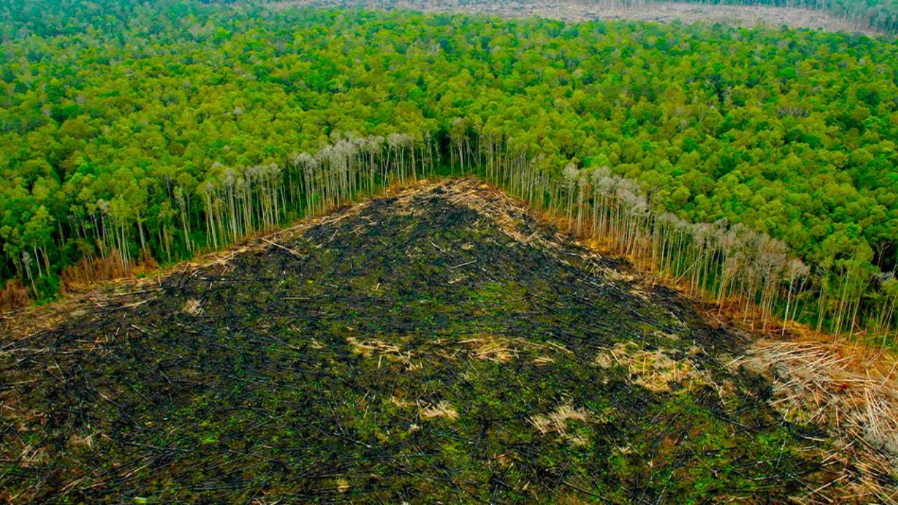 Más de 500.000 personas han muerto por deforestación masiva
