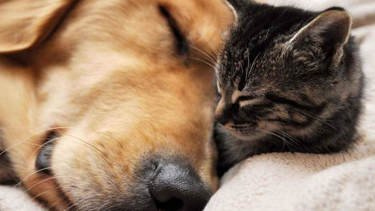 A las mascotas también les afectó la pandemia